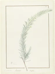 Acacia Linifolia, 1813 (wc ja vartaloväri grafiitin jäännösten päällä perunakalvolla)